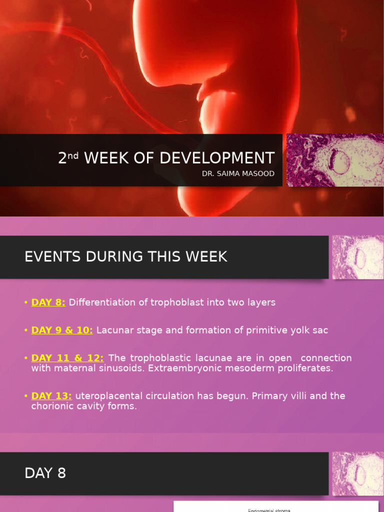 2nd WEEK OF DEVELOPMENT | PDF