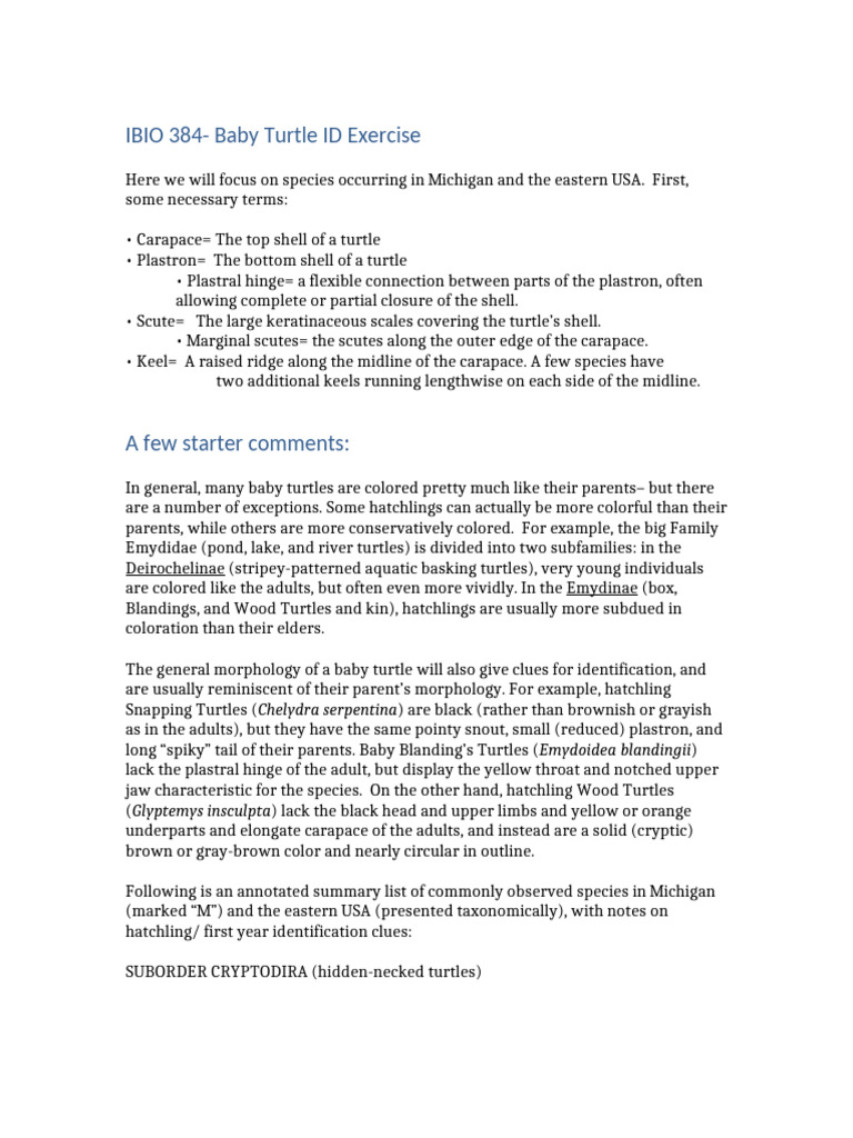 Baby Turtle Exercise.2022 | PDF