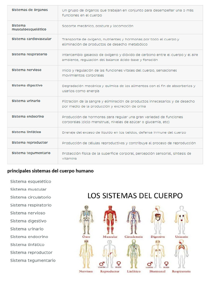 Sistemas Del Cuerpo Humano | PDF