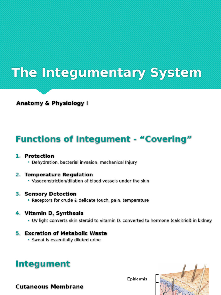 CH 5 Integumentary System | PDF