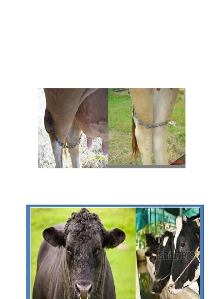 Livestock Handling and Restraining Techniques | PDF | Livestock