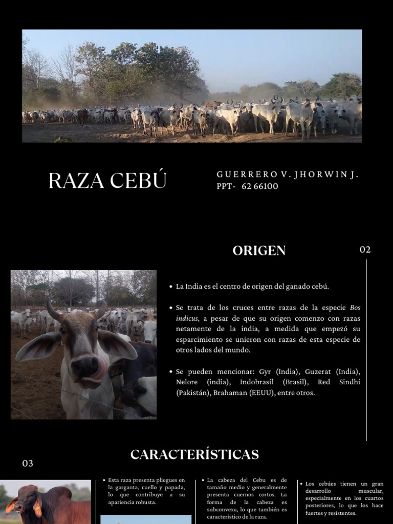 Raza Cebú | PDF