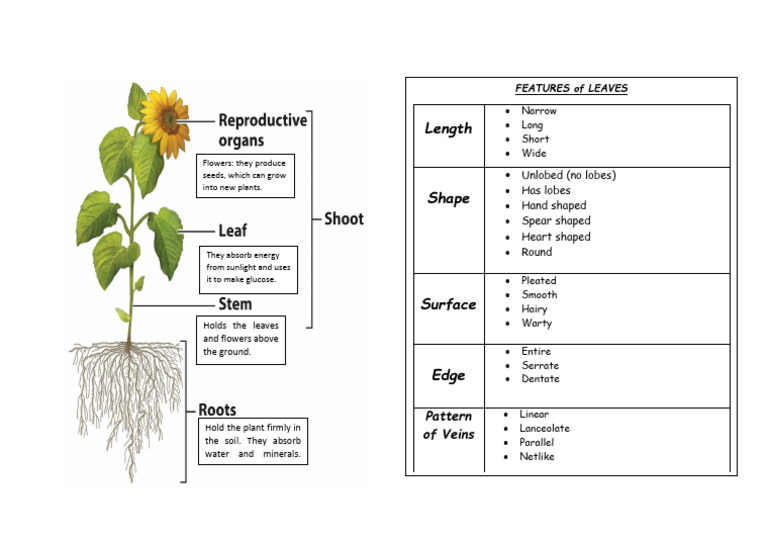 Strucute of A Plant and Leaf Features PDF | PDF