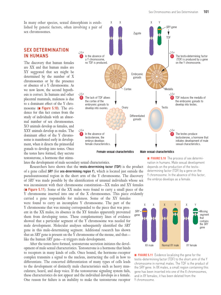 Sex Determination in Humans | PDF