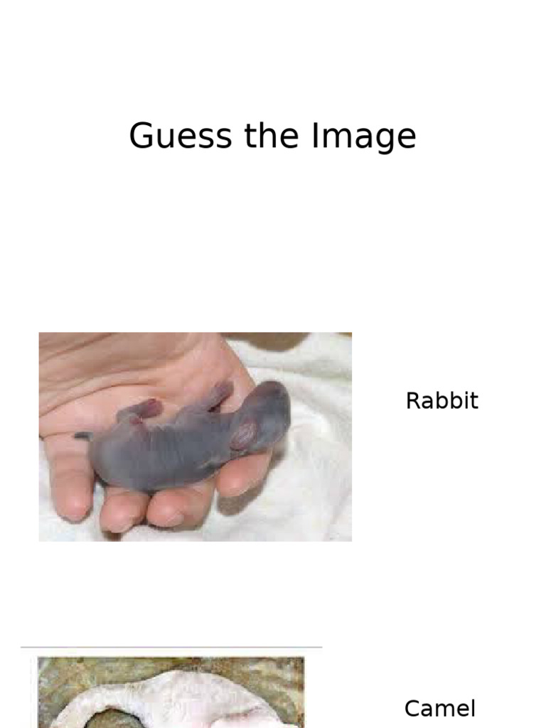 Guess The Image | PDF
