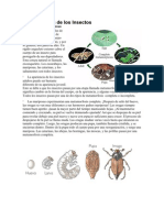 Metamorfosis de Los Insectos