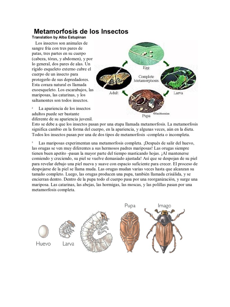 Metamorfosis Completa en Insectos | PDF