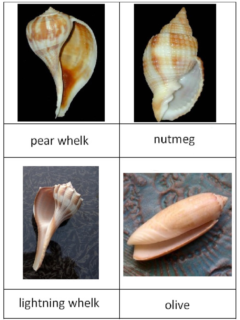 Shell Collection Cards | PDF