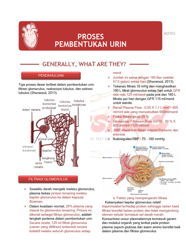 Pembentukan Urin - Passmed | PDF