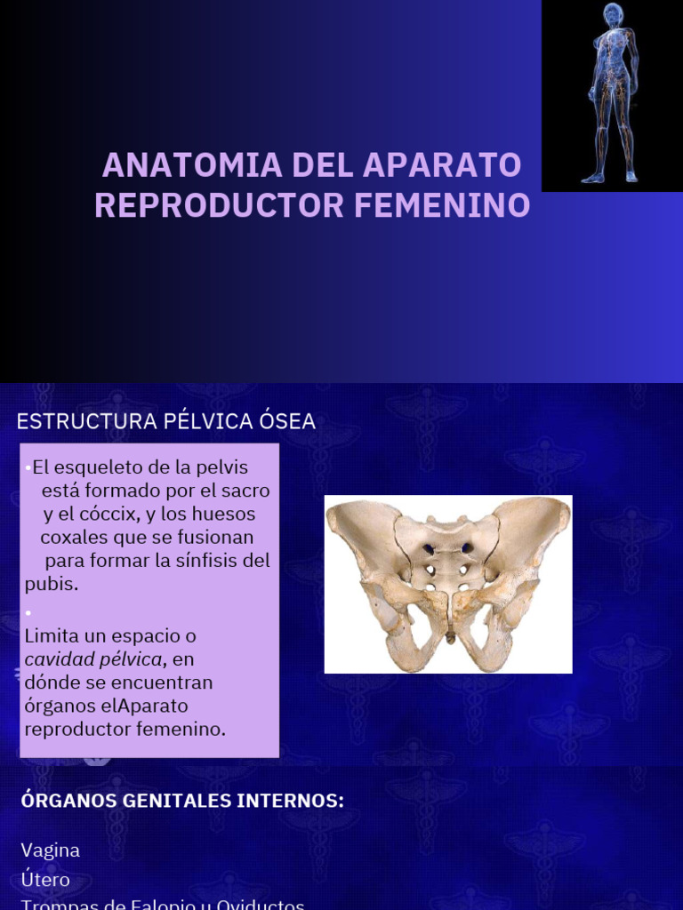 el-aparato-genital-femenino-se-compone-de-rganos-externos-e-internos