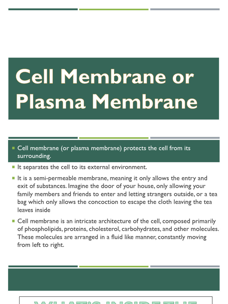 lesson-11-Plasma-Membrane | PDF