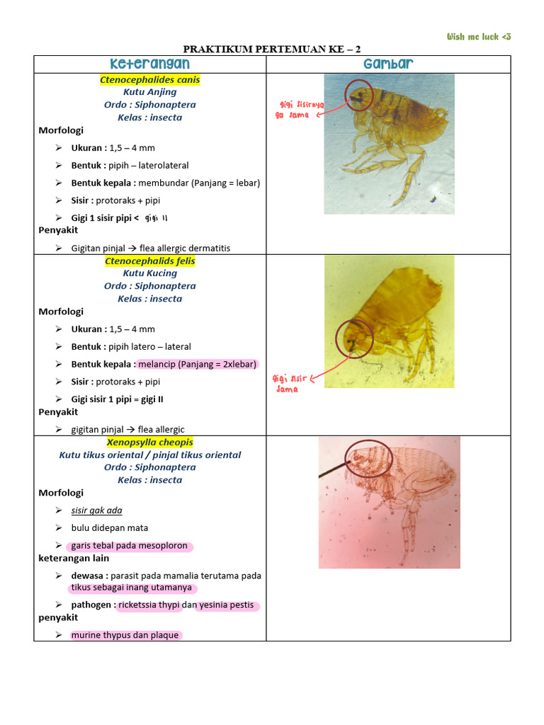Uprak Parasit ? | PDF