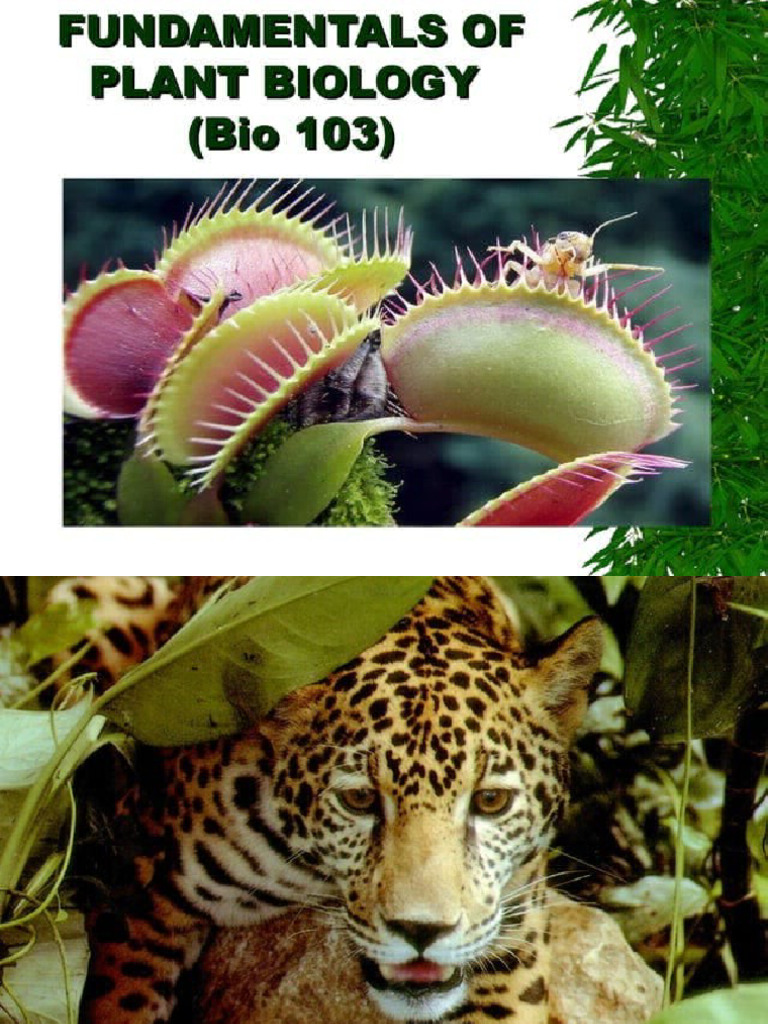 Fundamentals of Botany | PDF