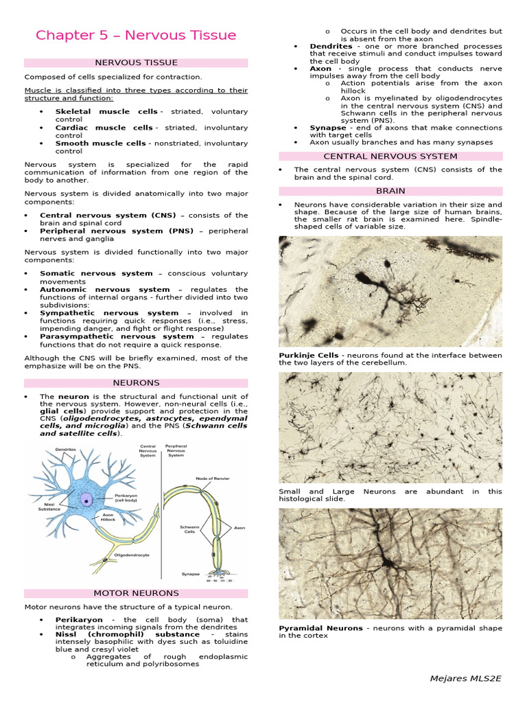 Overview of Nervous Tissue Structure | PDF | Nervous System | Central ...
