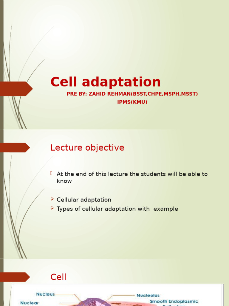 Understanding Cellular Adaptation Types | PDF | Atrophy | Muscle