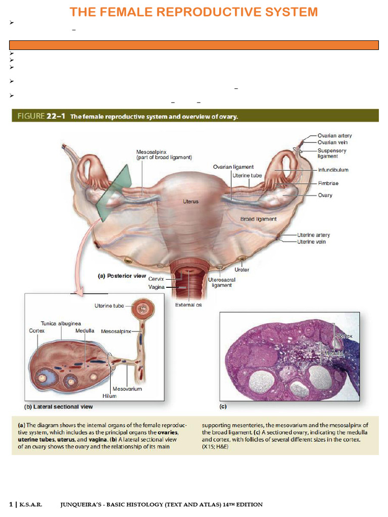 Histology - (The Female Reproductive System) | PDF