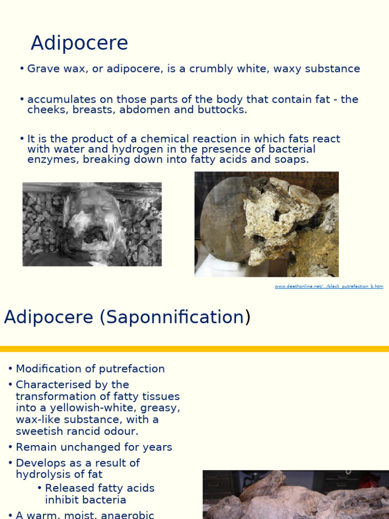 Decomp and Time of Death Student Version-2 | PDF