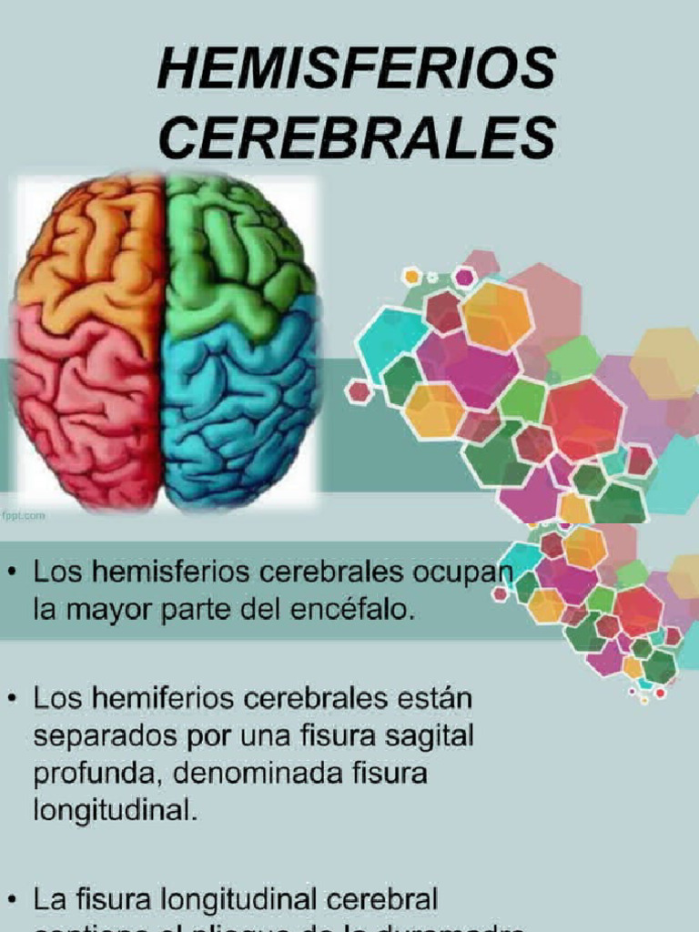 Hemisferios y Lobulos Cerebrales | PDF