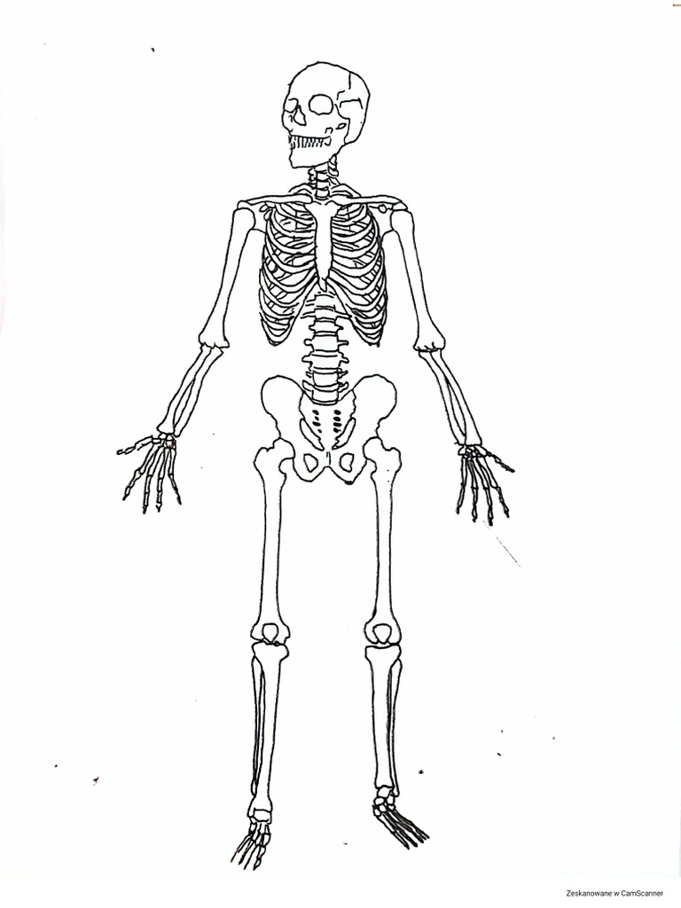 Musical Body | PDF