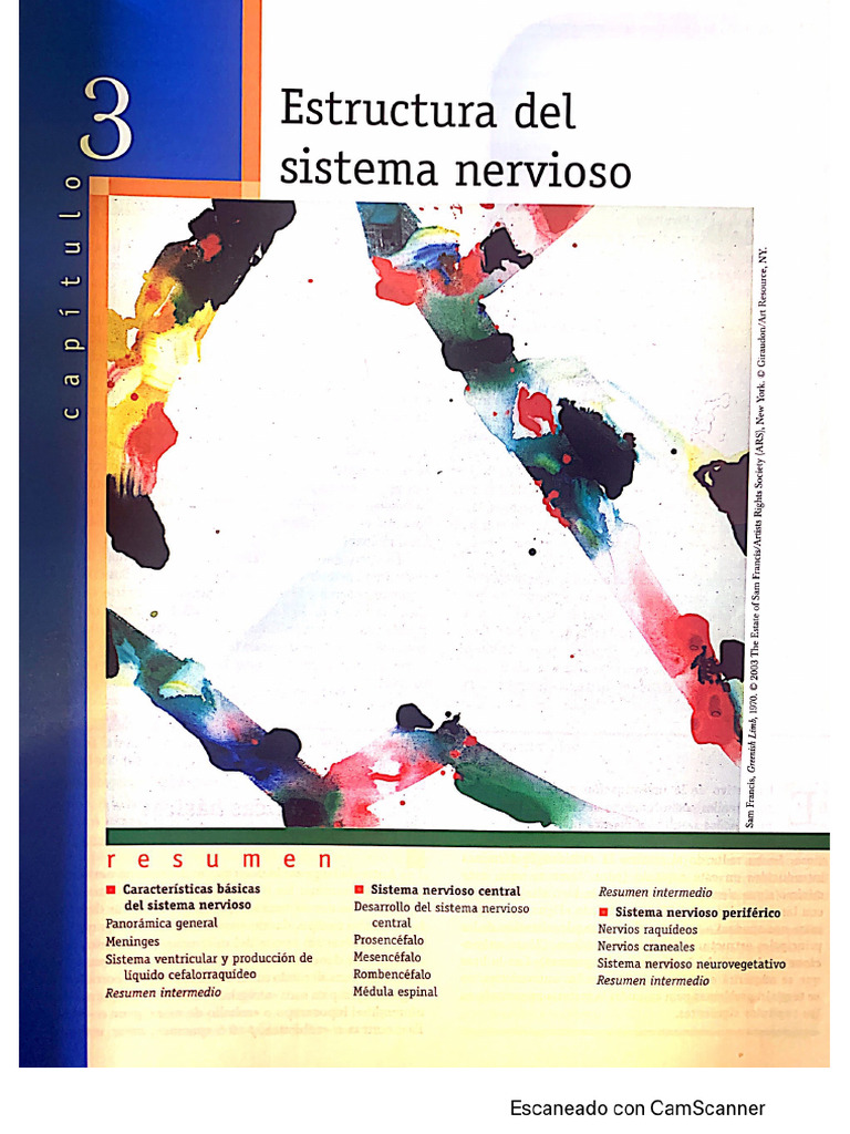 Estructura Del Sistema Nervioso | PDF
