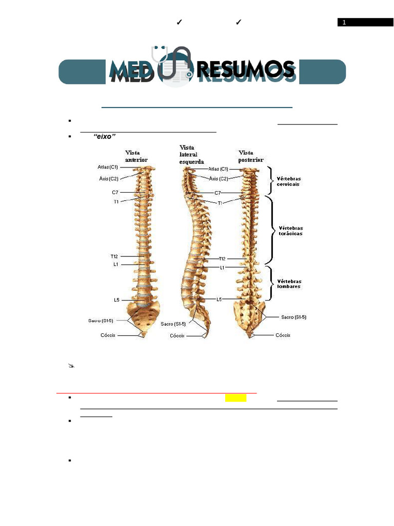Anatomia Da Coluna Vertebral | PDF