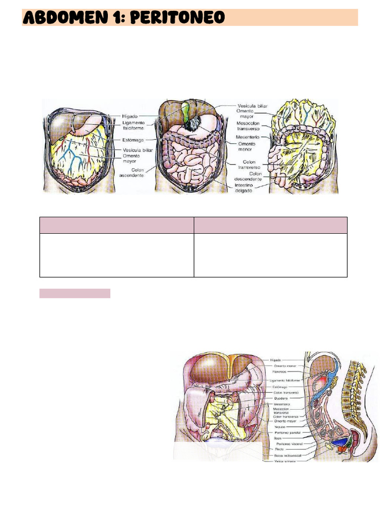 Abdomen 1 - Peritoneo | PDF