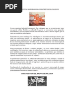 Download Caracteristicas Microbiologicas Del Treponema Pallidum by Jasmin Rojas SN77790755 doc pdf