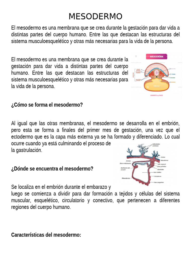 MESODERMO | PDF