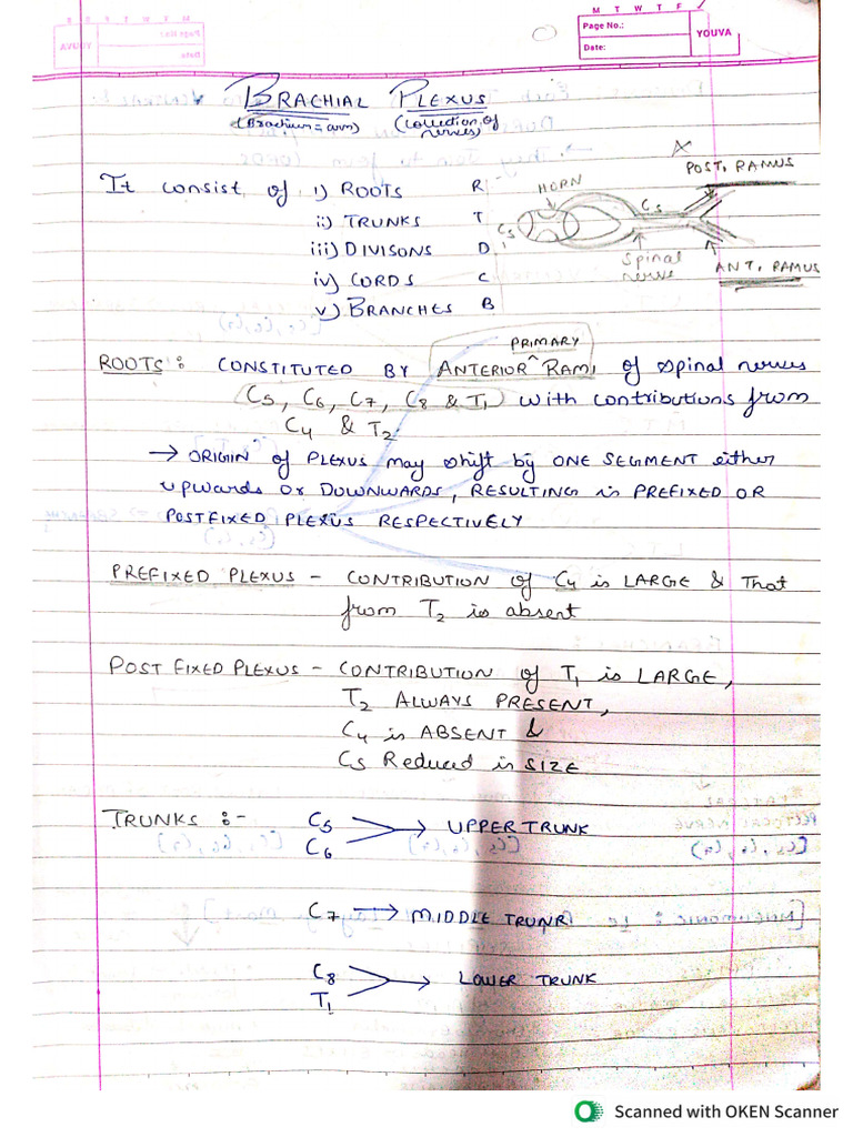 Brachial Plexus Pdf