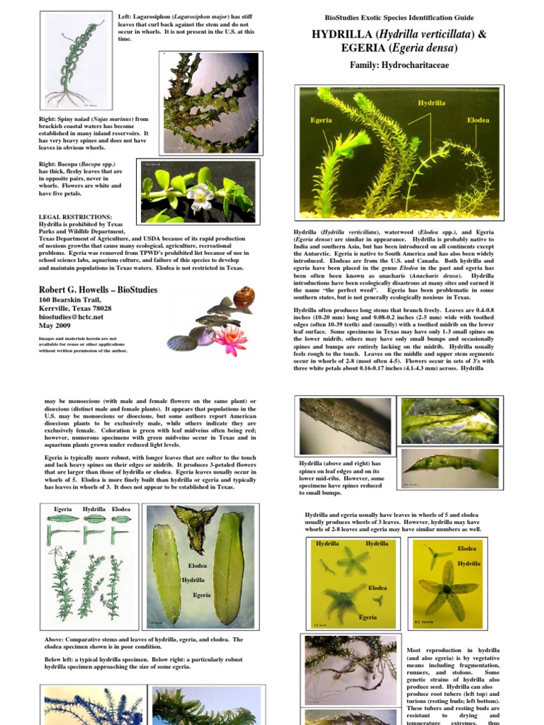 Hydrilla | PDF | Plants | Botany