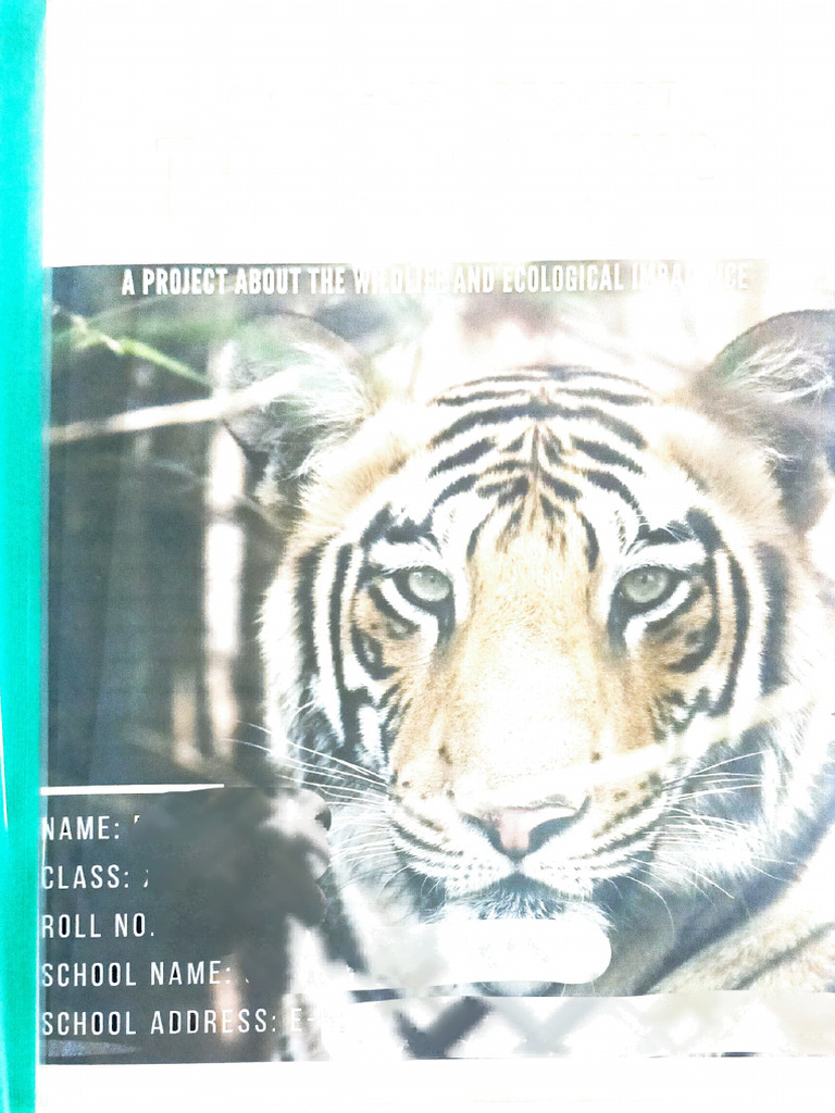Project The Tiger King | PDF
