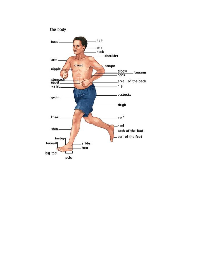Body | PDF