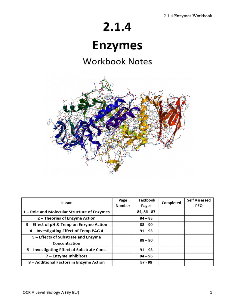 2.1.4 Enzymes Workbook Notes | PDF