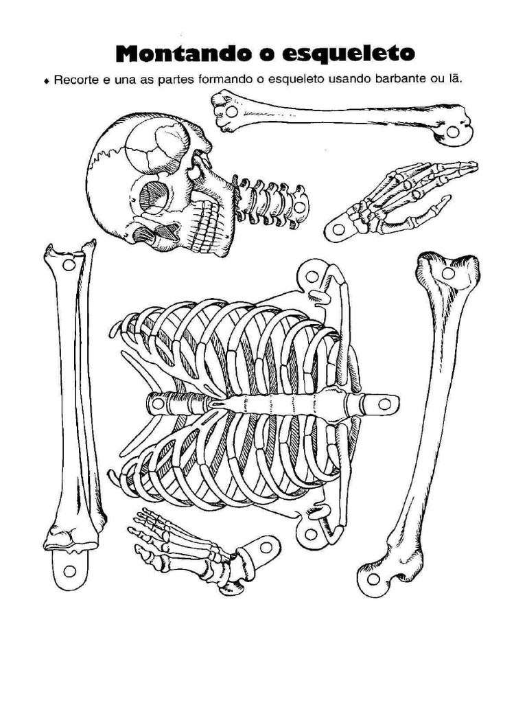 Esqueleto | PDF