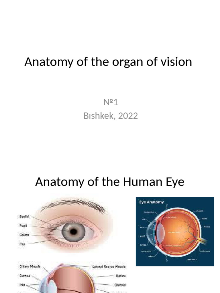 р рµрєс рёсџ в 1 Anatomy Of The Organ Of Vision Pdf