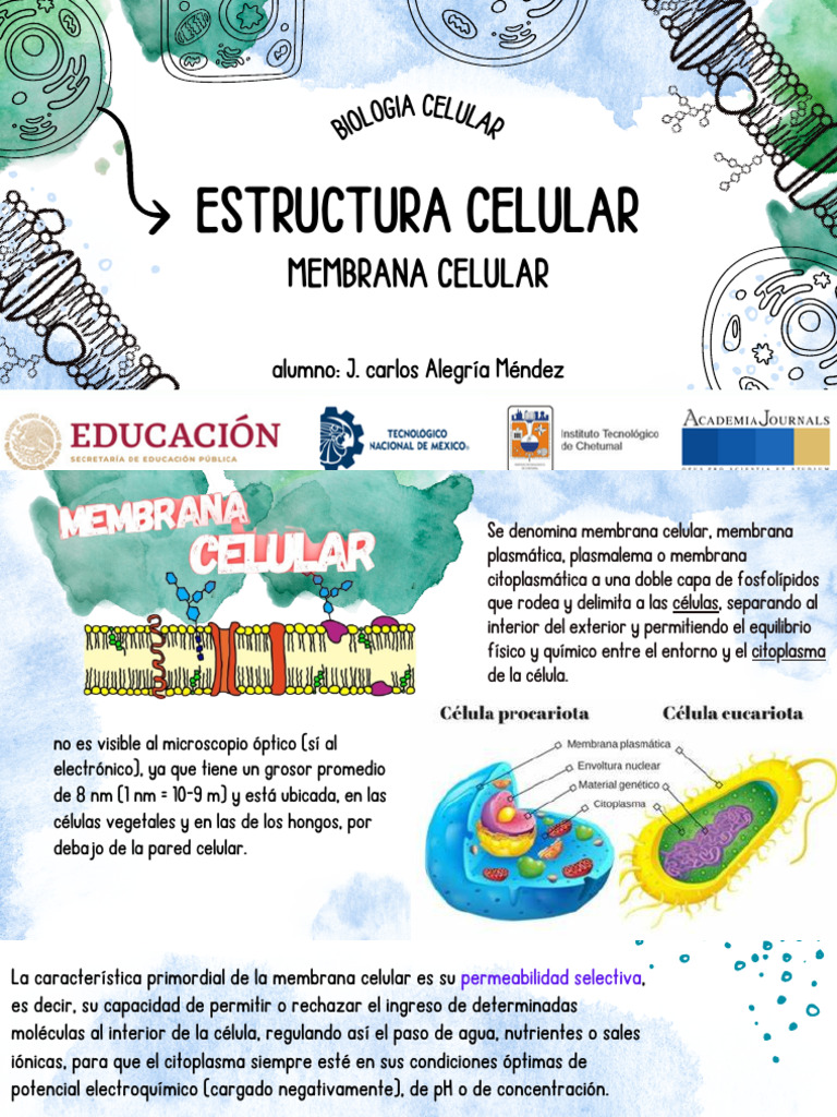 Funciones y Estructura de la Membrana Celular | PDF | Membrana celular ...