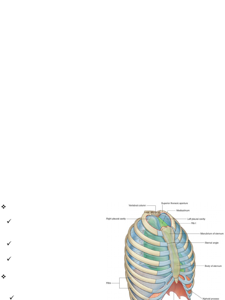 The Mediastinum and Pleura | PDF