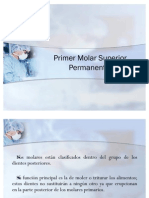 Primer Molar Superior