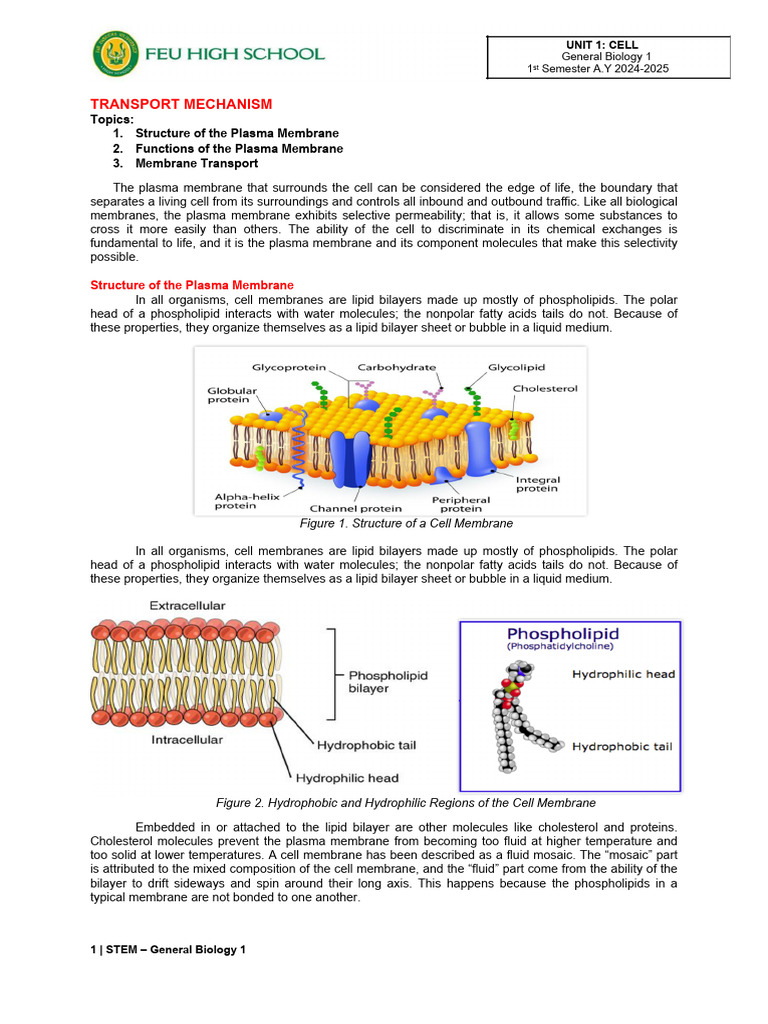 Module 4_Transport Mechanisms | PDF