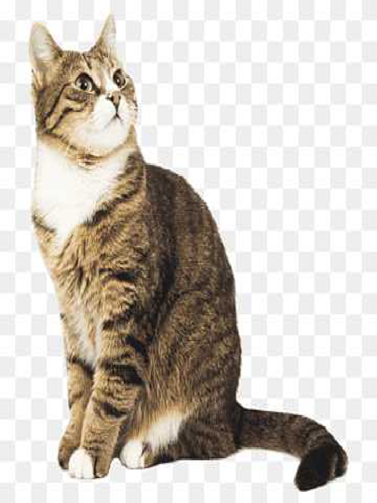 Cat | PDF