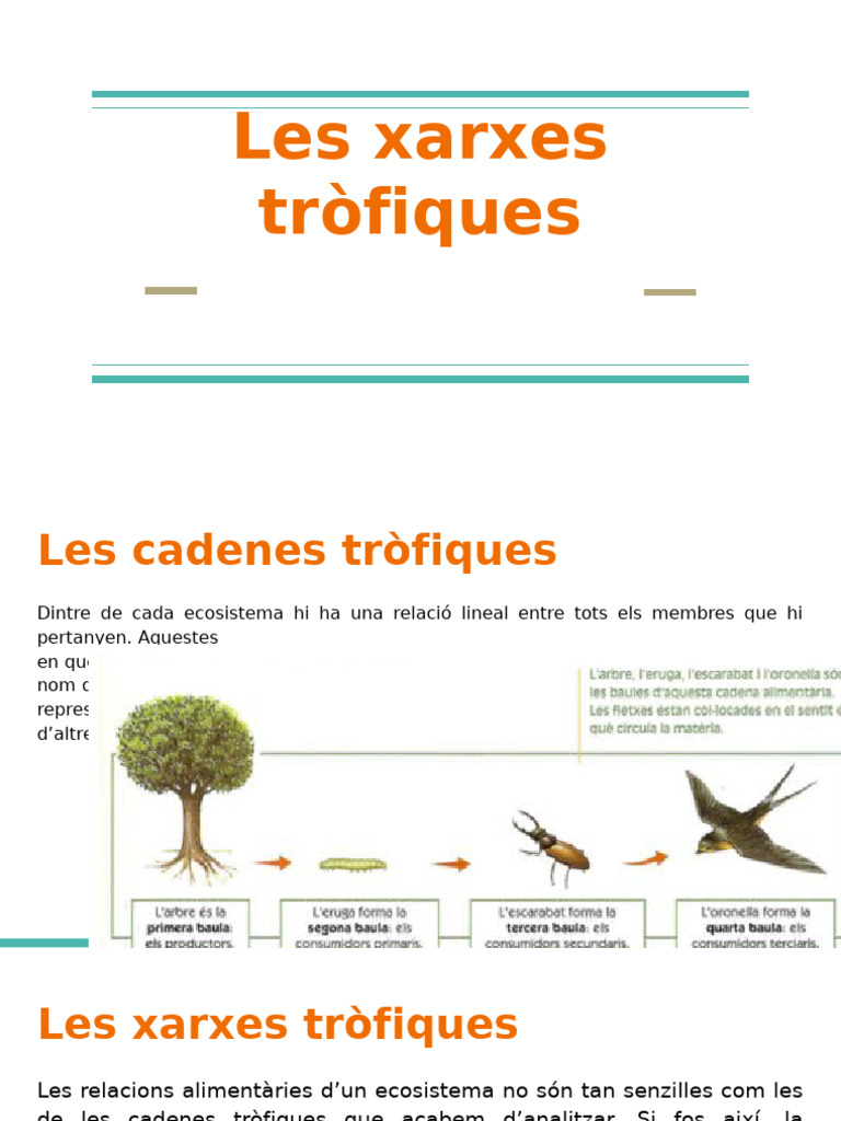 Les Xarxes Tròfiques | PDF
