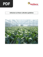 Download Manual Anthurium Cut Flower ENG by Helder Marques SN77838284 doc pdf
