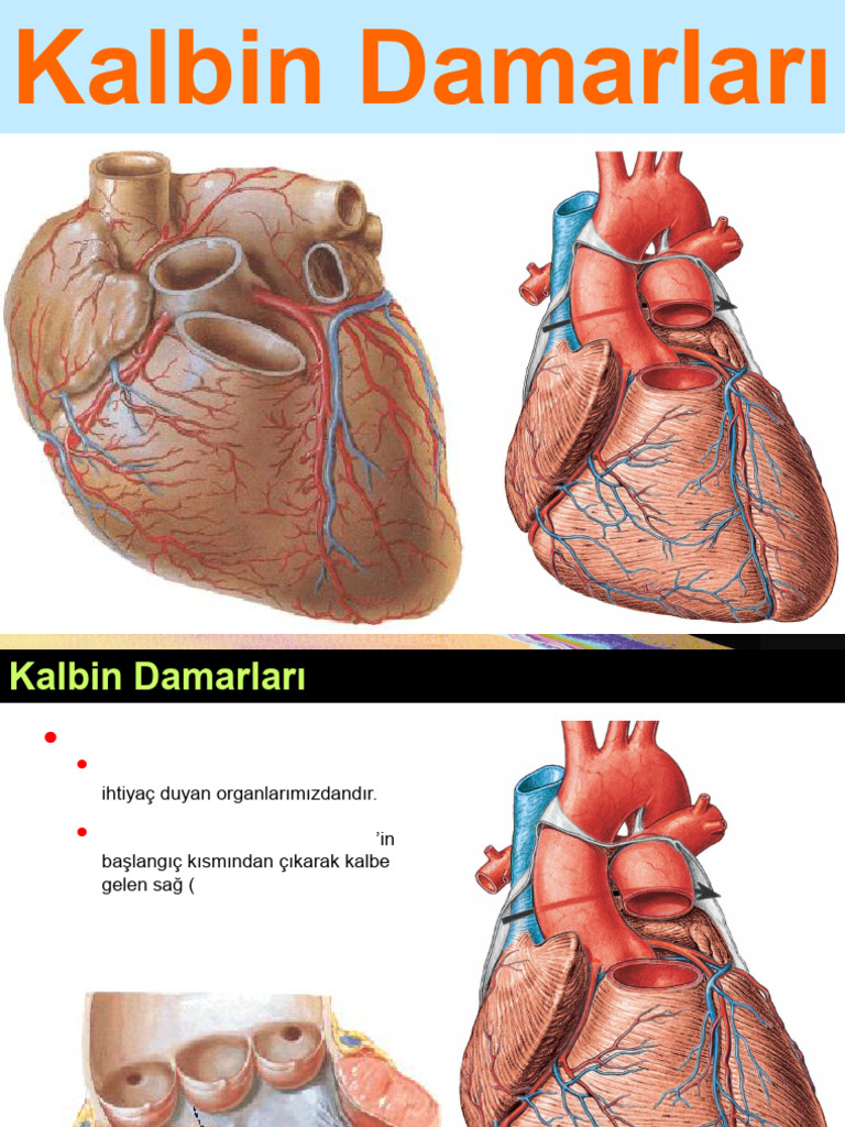 Kalbin Damarları | PDF