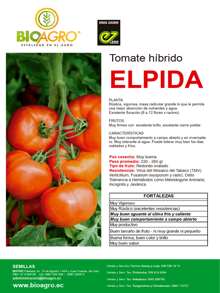 Tomate Híbrido Elpida: Fortalezas y Resistencia | PDF