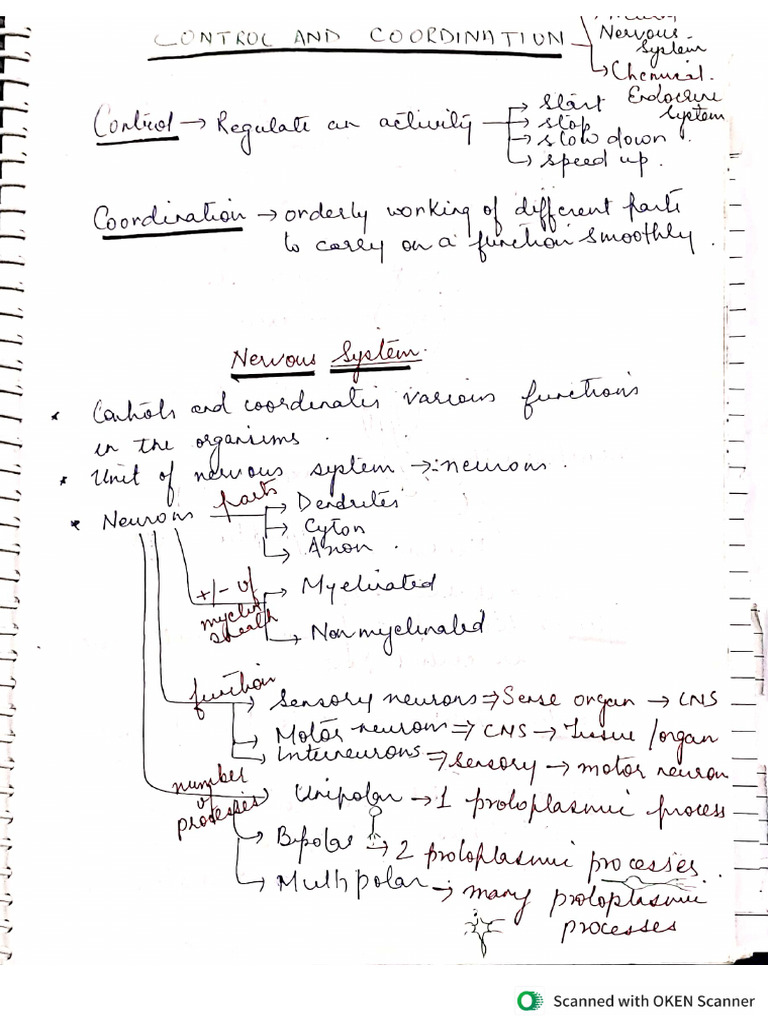 X Biology CH 2 Control & Coordination | PDF