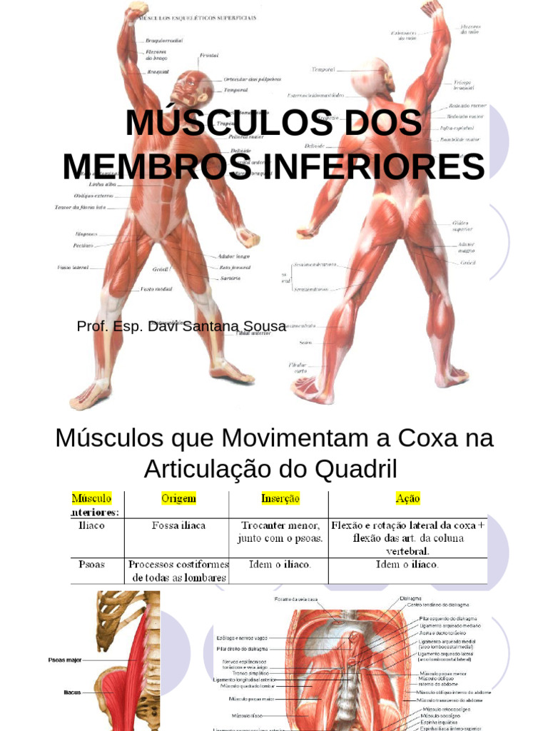 Musculos Dos Membros Inferiores | PDF