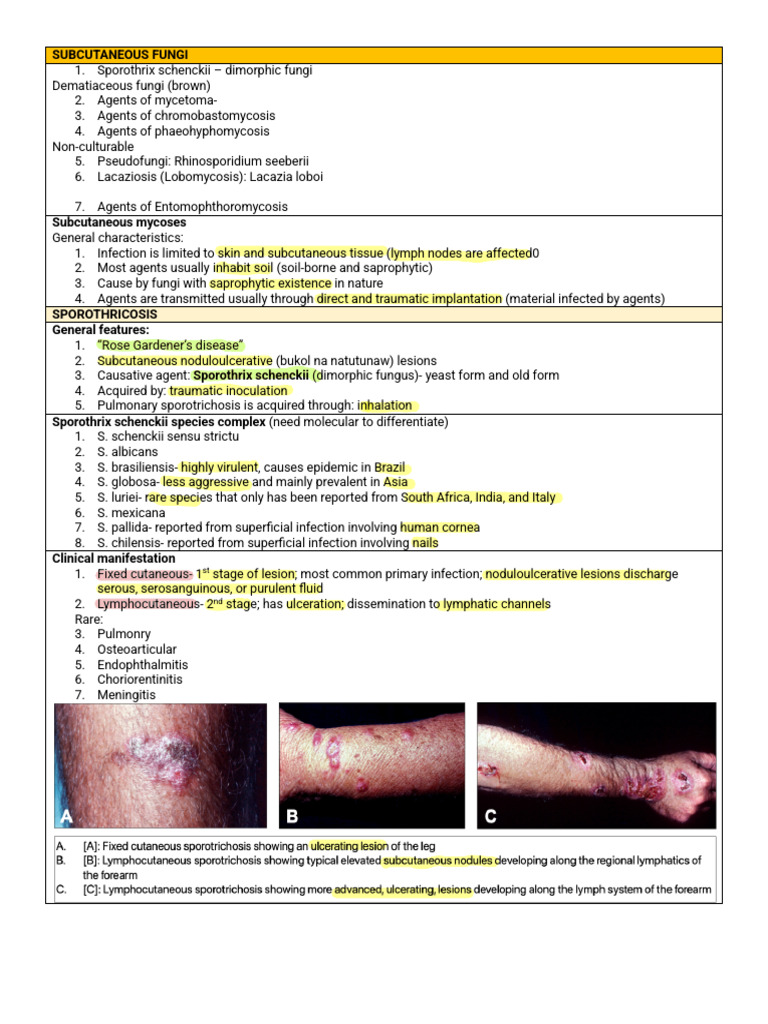 Subcutaneous Fungi | PDF