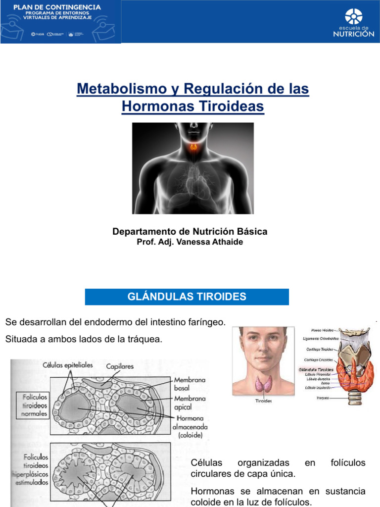 Hormonas tiroideas regulación metabolismo