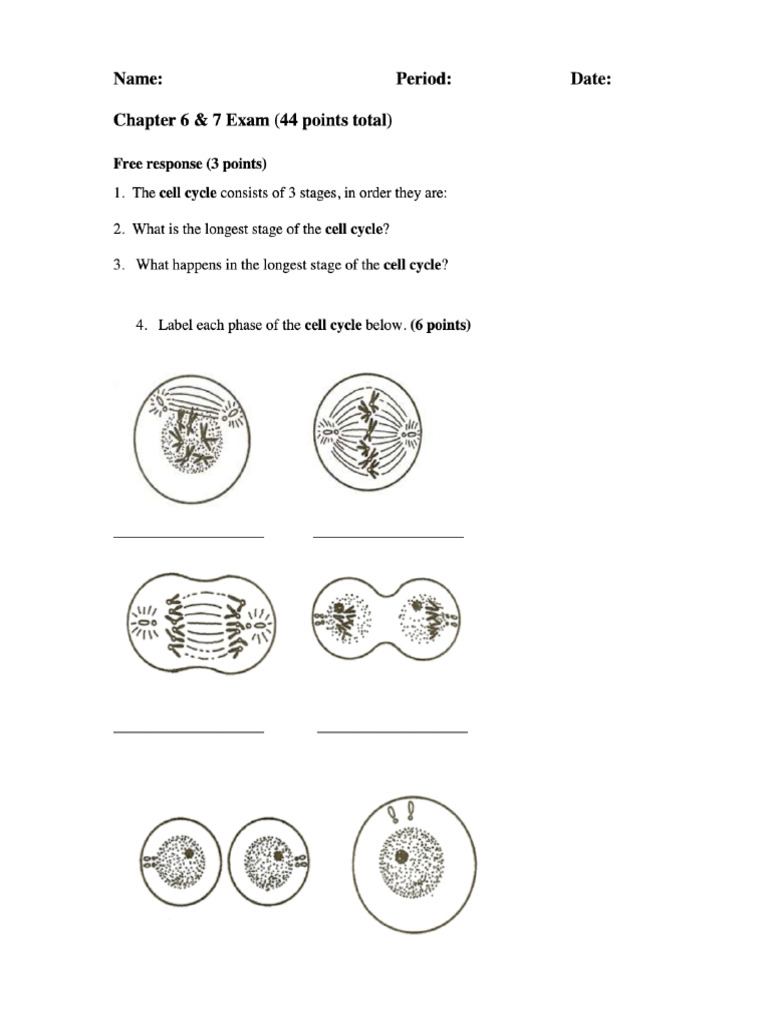 Cell Cycle, Meiosis, Chromo Test | PDF