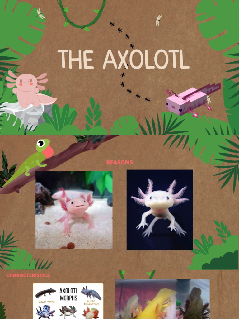 Animals1 | PDF